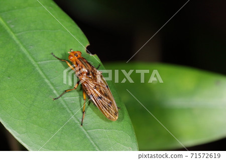 Creatures, insects, dryomyzidae, thicket cleaners? Collect in carcasses, dung, and rotten things of animals 71572619