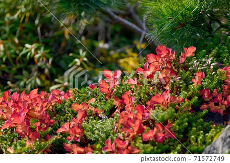 Autumn leaves of Urashimatsutsuji shining in the light @ Daisetsuzan Asahidake, Hokkaido 71572749
