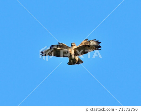 Buzzard battle scene in the blue sky background 71572750