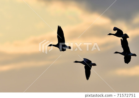 A flock of white-fronted geese flying in the background of the sunset 71572751