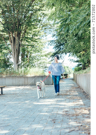 A woman walking a dog A woman walking a dog 71572802