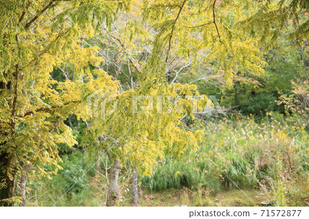 Metasequieria yellow leaves 71572877