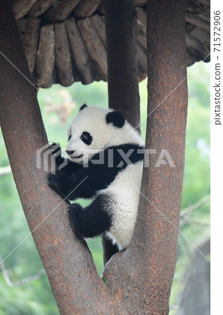 Small panda 71572906