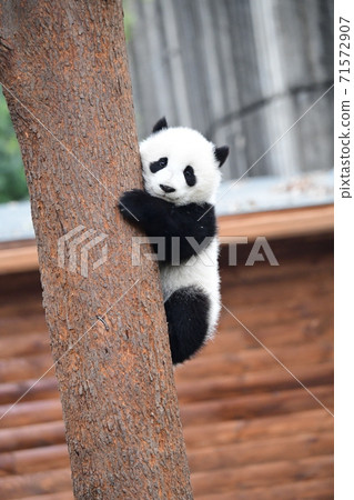 Small panda 71572907