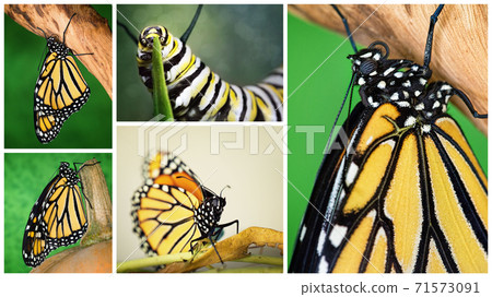 Collage Of Monarch Butterflies Collage Of Monarch Butterflies 71573091