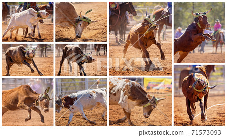 Collage Of Calves Being Roped At Outback Rodeo Collage Of Calves Being Roped At Outback Rodeo 71573093