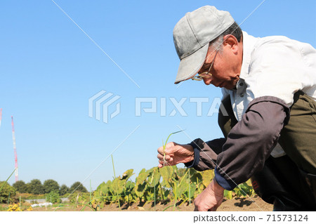 男子種植洋蔥苗 男子種植洋蔥苗 71573124