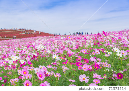 [俯瞰Miharashinooka的Kokia和Cosmos] 71573214