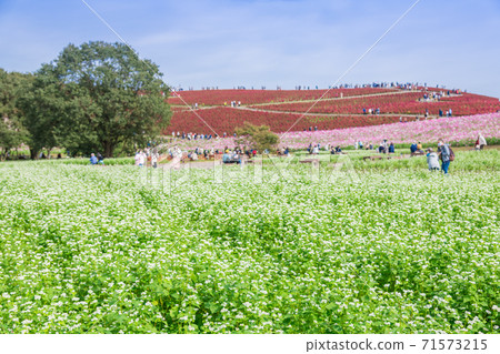 [蕎麥花，波斯菊和科基亞三倍] 71573215