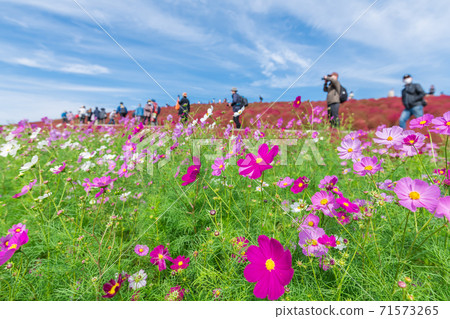 [俯瞰Miharashinooka的Kokia和Cosmos] 71573265