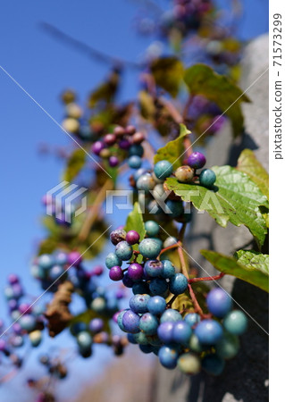 Autumn blue sky and colorful vines 71573299