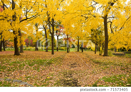 秋季銀杏公園 秋季銀杏公園 71573405