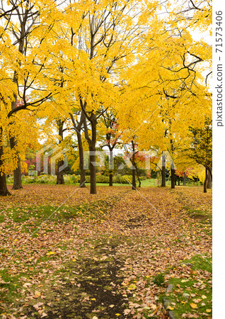Park with autumnal ginkgo 71573406