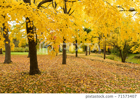 秋季銀杏公園 秋季銀杏公園 71573407