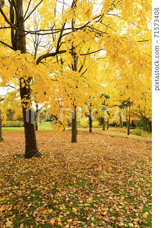 秋季銀杏公園 秋季銀杏公園 71573408