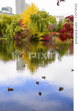 Nakajima Park in Autumn (Sapporo City) Nakajima Park in Autumn (Sapporo City) 71573410