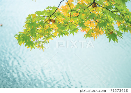 Autumn leaves on the waterside (color grading) 71573418