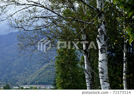 白樺樹 白樺樹 71573514