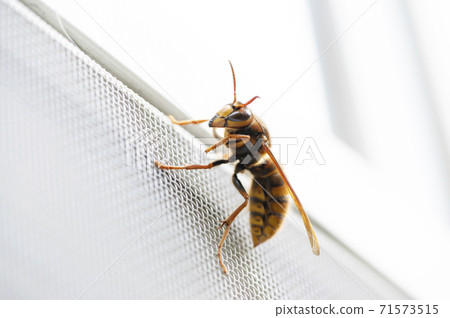 Oosuzumebachi棲息在網門上 71573515