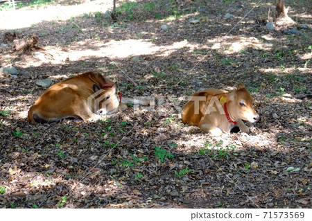 Calf Kofusei Ranch 71573569