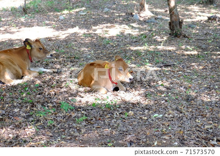 Calf Kofusei Ranch Calf Kofusei Ranch 71573570