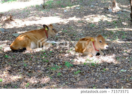 Calf Kofusei Ranch 71573571