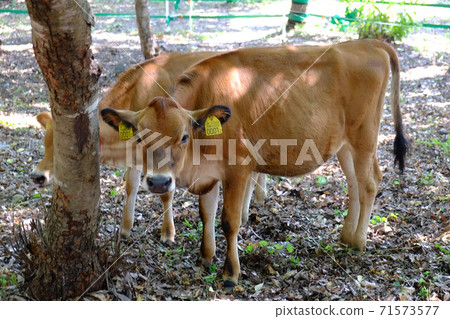 Calf Kofusei Ranch Calf Kofusei Ranch 71573577