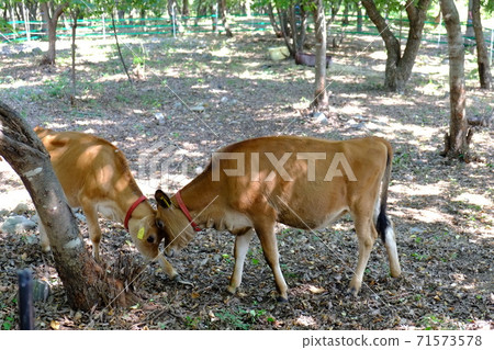 Calf Kofusei Ranch 71573578