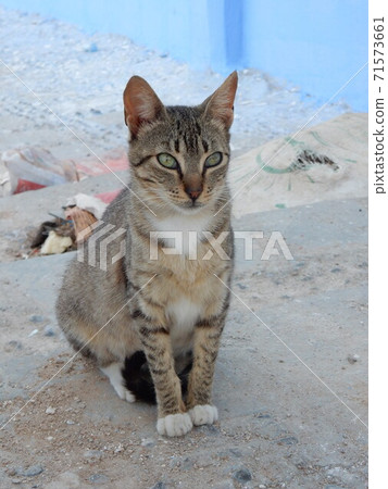 Chefchaouen back alley cat Chefchaouen back alley cat 71573661