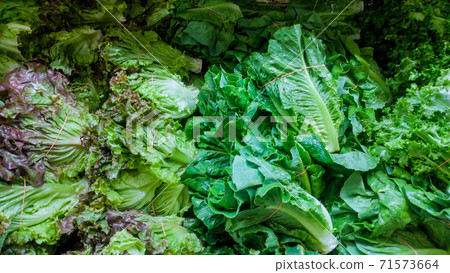 Close up of many leafy green vegetables stacked and displayed in shop with a blurry background of grocery shopping Close up of many leafy green vegetables stacked and displayed in shop with a blurry background of grocery shopping 71573664