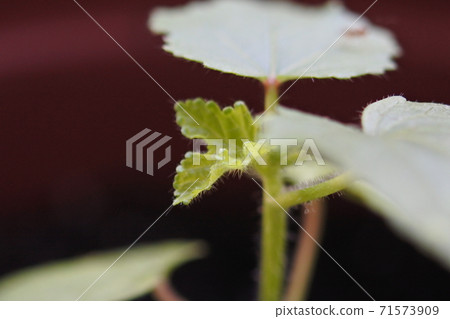 Okra Young leaves of true leaves grow from between Futaba, facing left 71573909