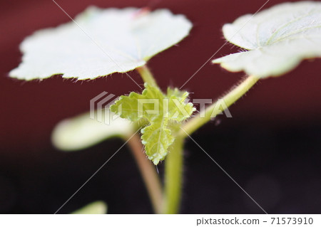 Okra Front where young leaves of true leaves grow from between Futaba 71573910