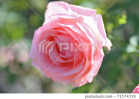 Rose (Hamamirai) 71574339
