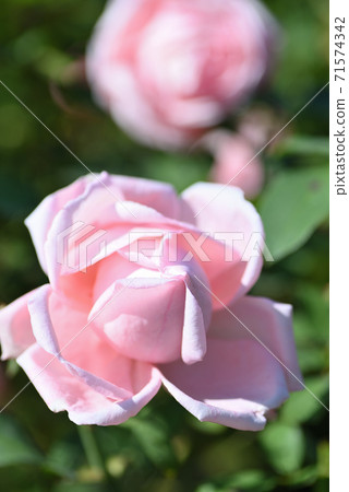 Rose (Hamamirai) 71574342