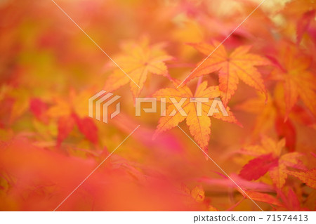 Oboro of autumn leaves Oboro of autumn leaves 71574413