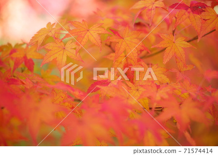 Autumn leaves Autumn leaves 71574414