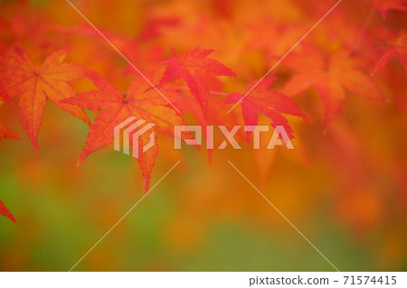 Dream of autumn leaves Dream of autumn leaves 71574415