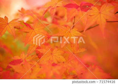 Elegant autumn leaves Elegant autumn leaves 71574416