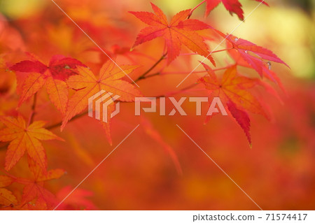 Autumn leaves garden Autumn leaves garden 71574417