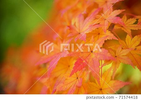 Elegant autumn leaves Elegant autumn leaves 71574418