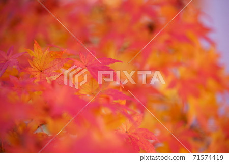 Bright red autumn leaves 71574419