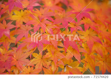 One side of maple leaves 71574420