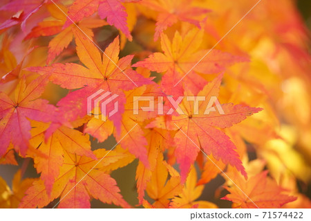 The world of elegant autumn leaves The world of elegant autumn leaves 71574422