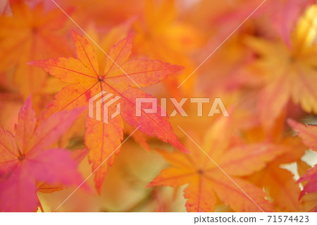 Forest of autumnal leaves Forest of autumnal leaves 71574423