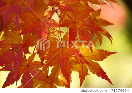 Autumn leaves shining in backlight Autumn leaves shining in backlight 71574424
