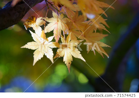 Yellow leaf of sunbeam Yellow leaf of sunbeam 71574425