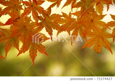 Autumn leaves looked up Autumn leaves looked up 71574427