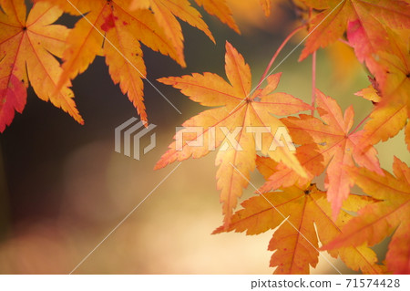 Close-up of autumn leaves Close-up of autumn leaves 71574428