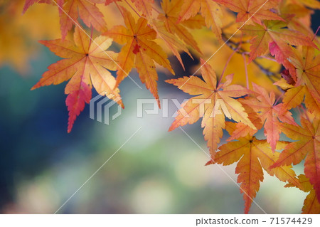 Yellow leaves of trees Yellow leaves of trees 71574429