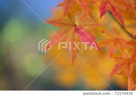 Background blue autumn leaves Background blue autumn leaves 71574430